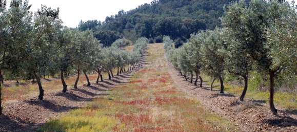  قطعة أرض في Garriguella, Spain 561متر مربع رقم 73544 5