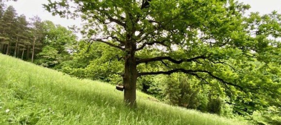 3 rooms House in Kirchstetten, Austria No. 151857 6