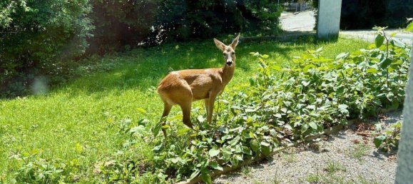 6غرفة منزل في Eichgraben, Austria رقم 259959 5