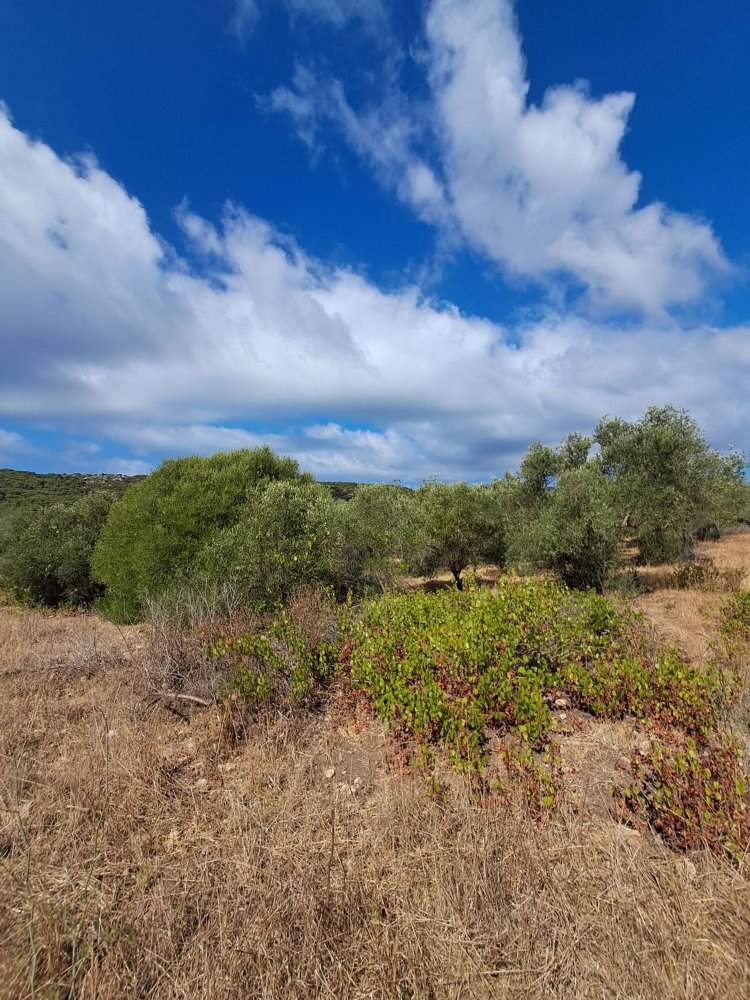 12248m² Land in Alghero, Italy No. 259118