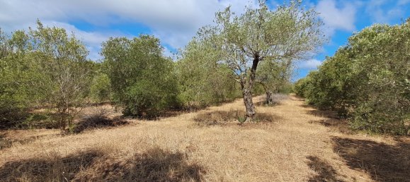 Grundstück in Alghero, Italy 12248m², Nr. 259118 5