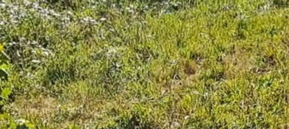  Land in Cangas de Onis, Spain No. 159417 8