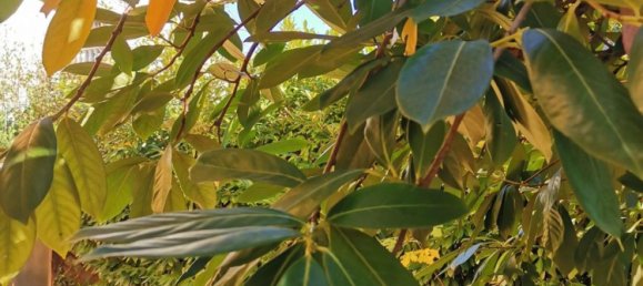 4غرفة فيلا في Poggibonsi, Italy رقم 226350 12