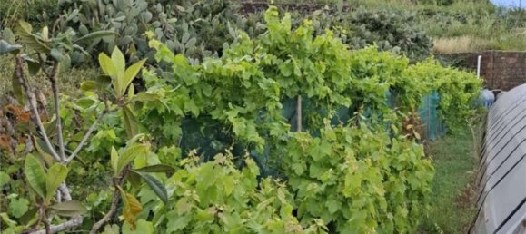 6 غرف نوم فيلا في Pantelleria, Italy رقم 315551 11