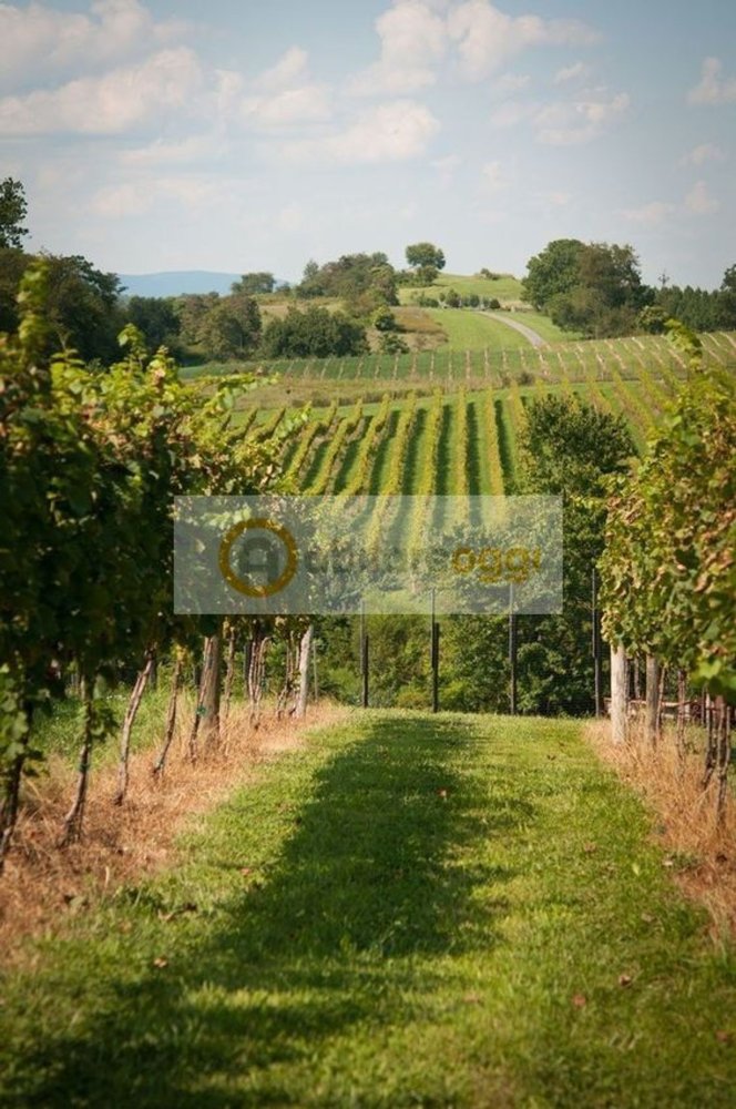 50000m² Land in Marostica, Italy No. 54953