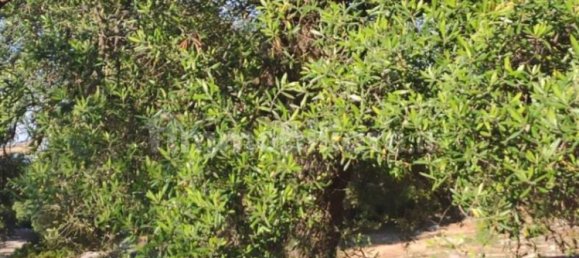 13300m² Land in Fasano, Italy No. 193917 18