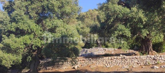 13300m² Land in Fasano, Italy No. 193917 21