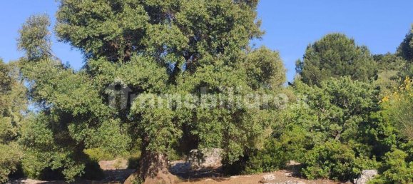 13300m² Land in Fasano, Italy No. 193917 24