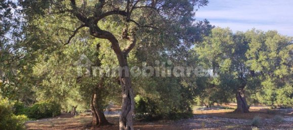 13300m² Land in Fasano, Italy No. 193917 2