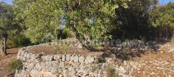 13300m² Land in Fasano, Italy No. 193917 6