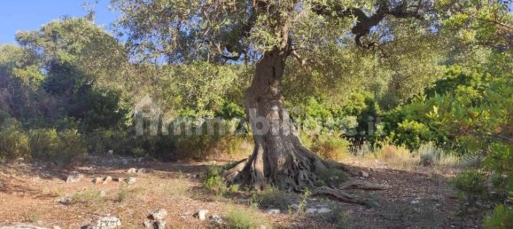 13300m² Land in Fasano, Italy No. 193917 27