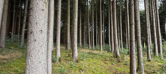 Земельный участок 20000м² в Пассау, Германия № 317214 3