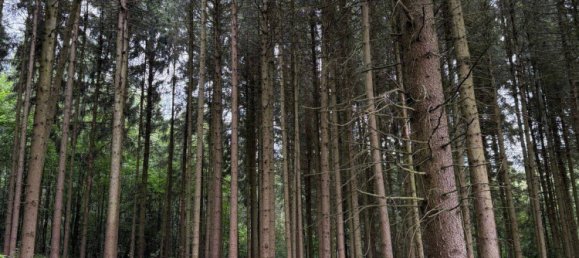 Земельный участок 20000м² в Пассау, Германия № 317214 4