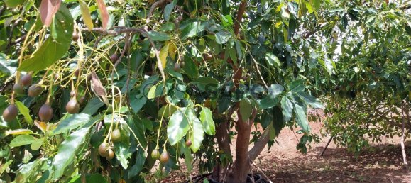 4 bedrooms House in Ponta do Sol, Portugal No. 143463 17