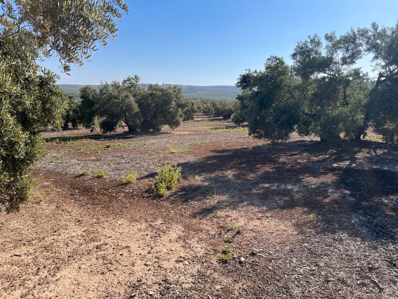 Grundstück in Cabra, Spain 135000m², Nr. 160818