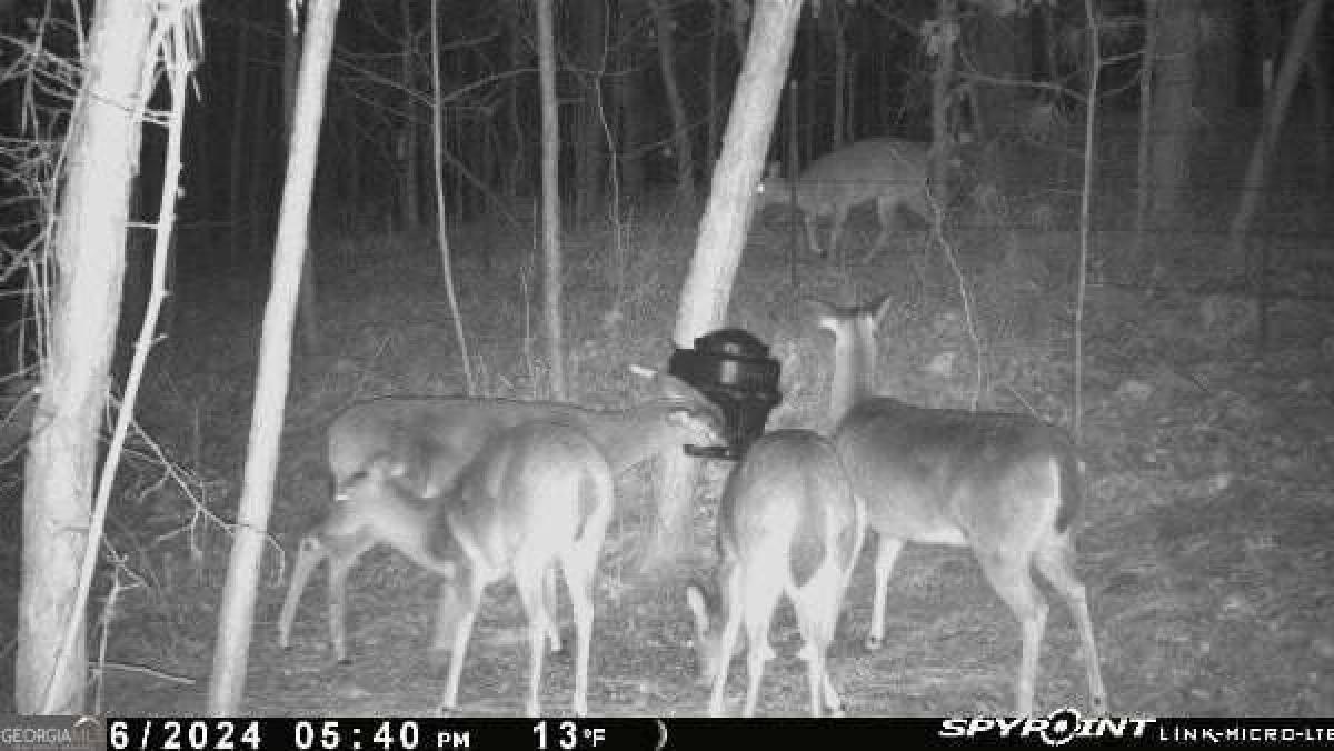  Land in Woodland, USA No. 478811