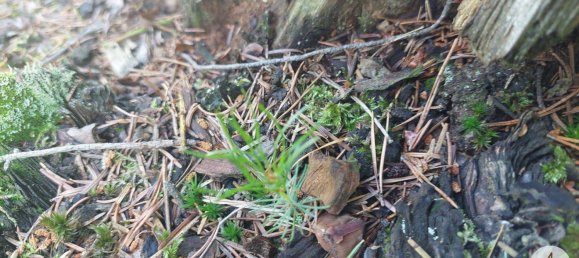 Land in Krumau am Kamp, Austria No. 30633 13