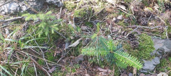 Land in Krumau am Kamp, Austria No. 30633 15