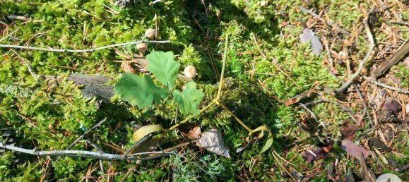 Land in Krumau am Kamp, Austria No. 30633 11