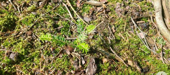 Land in Krumau am Kamp, Austria No. 30633 14