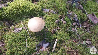  Land in Krumau am Kamp, Austria No. 30633