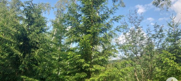 Land in Krumau am Kamp, Austria No. 30633 7