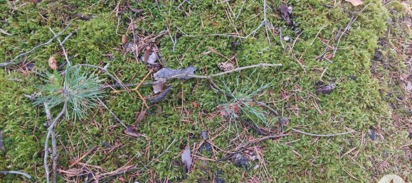 Land in Krumau am Kamp, Austria No. 30633 10