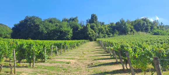 52000m² Land in Loazzolo, Italy No. 283417 3