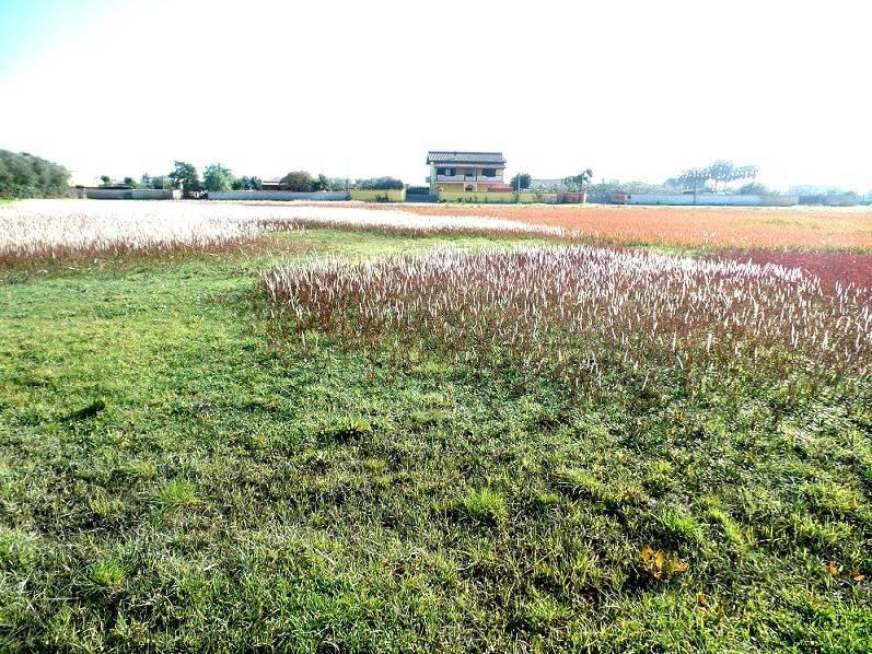 Terrain à Aprilia, Italy 6076m² No. 158630