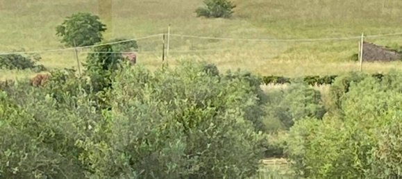 2000m² Land in Ciampino, Italy No. 29308 4