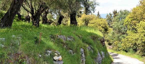 7000m² Hotel in Corfu, Greece No. 5019 15