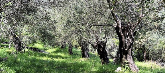 7000m² Hotel in Corfu, Greece No. 5019 17