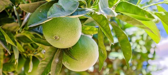 5 bedrooms House in Lagos, Portugal No. 131716 48