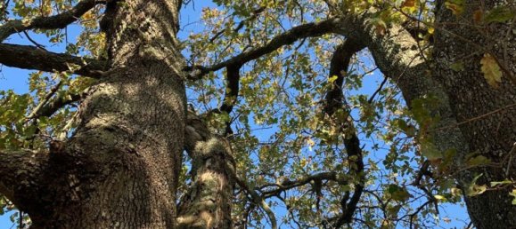 Villa de 5 habitaciónes en Rome, Italy No. 99453 3