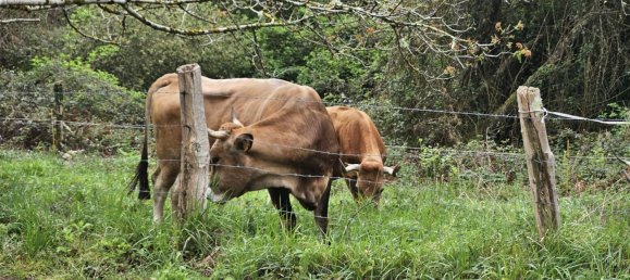 Casa de 4 dormitorios en Piloña, Spain No. 45655 21
