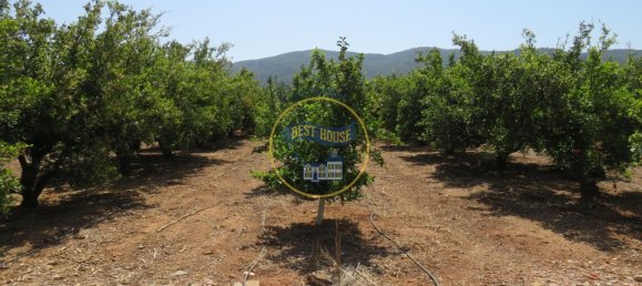 Terreno en Montesa, Spain 50000 m² No. 95363 6