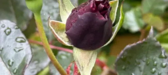 3 bedrooms House in Icod de los Vinos, Spain No. 169501 49