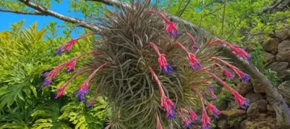 3 bedrooms House in Icod de los Vinos, Spain No. 169501 53