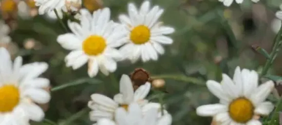 3 bedrooms House in Icod de los Vinos, Spain No. 169501 50