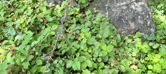 1 bedroom House in Bocksdorf, Austria No. 131514 31