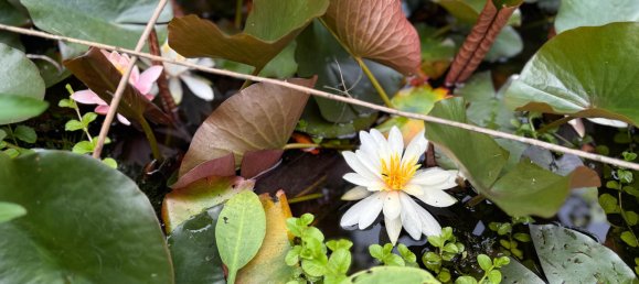 1 bedroom House in Bocksdorf, Austria No. 131514 24