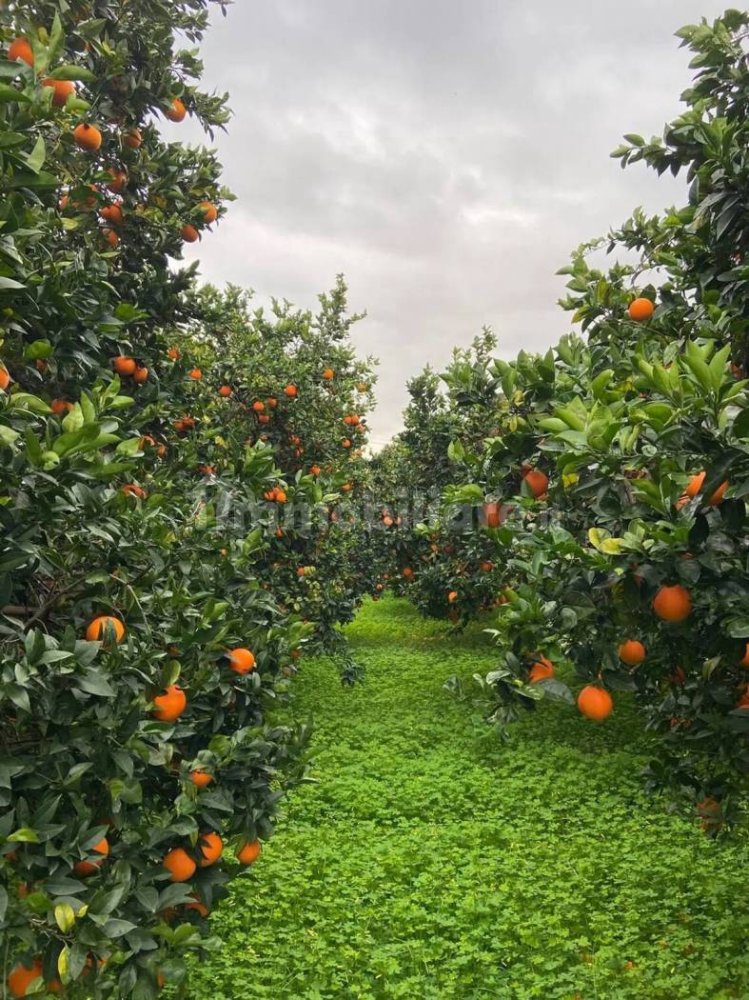 Grundstück in Sant'Ilario dello Ionio, Italy 3000m², Nr. 343597