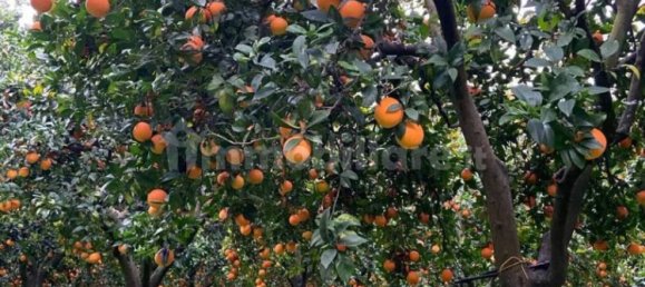 Grundstück in Sant'Ilario dello Ionio, Italy 3000m², Nr. 343597 2