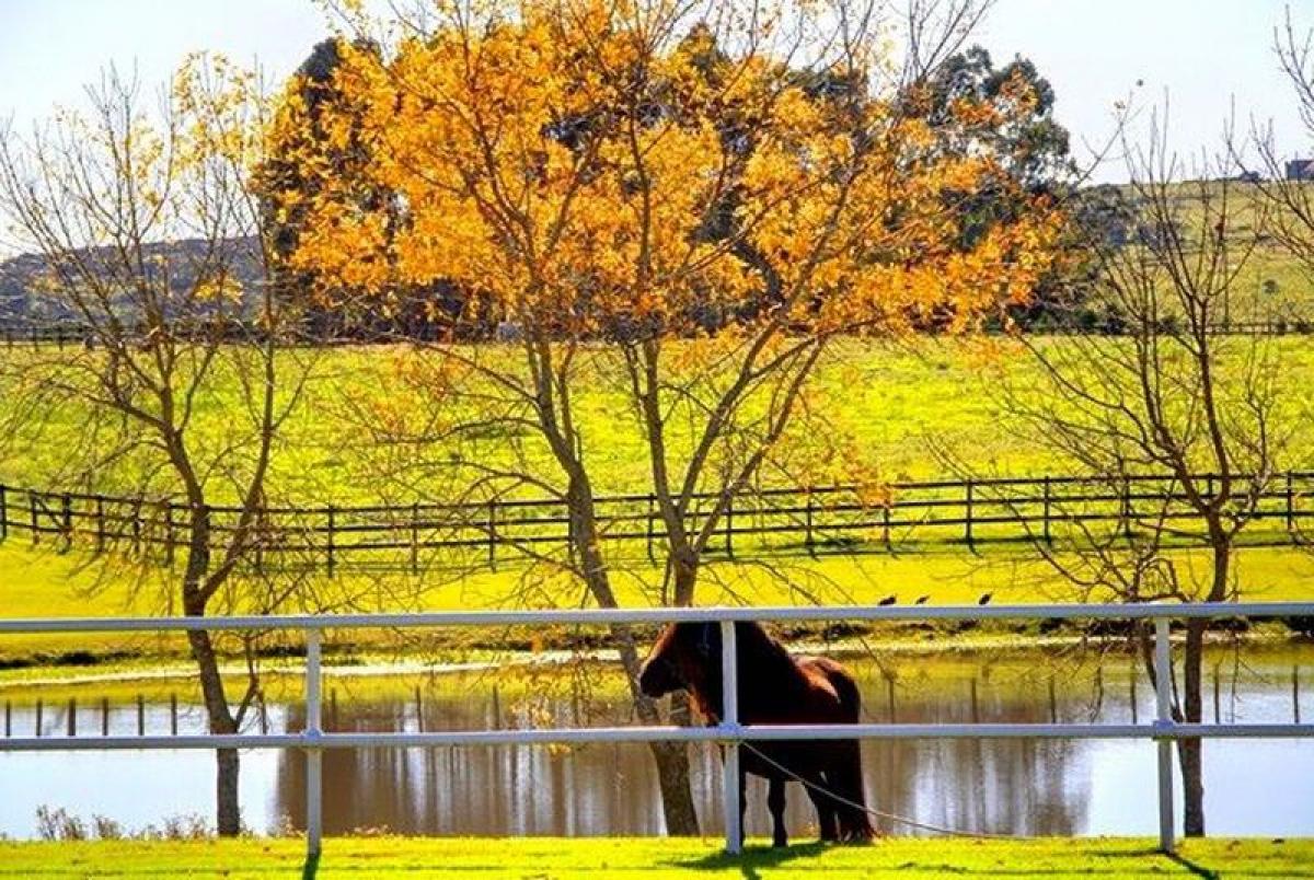  Farm in Maldonado, Uruguay No. 14794