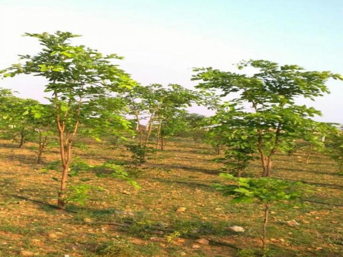  Land in Hyderabad, India No. 30946