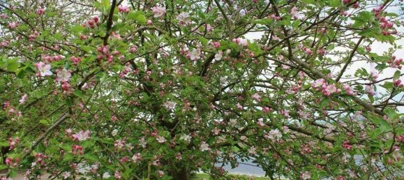 16 rooms Hotel in Dithmarschen, Germany No. 311058 12