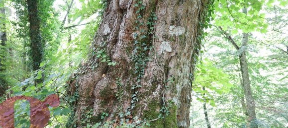 4 Schlafzimmer Schlösser in Todi, Italy, Nr. 392444 19