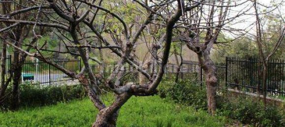 13 غرف نوم فيلا في Paterno Calabro, Italy رقم 165201 35