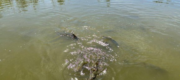 Terreno en Mannersdorf an der Rabnitz, Austria No. 58720 36