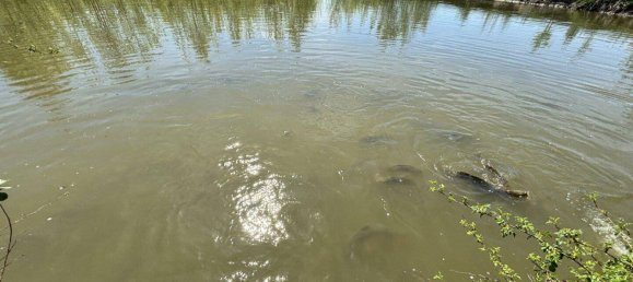 Terreno en Mannersdorf an der Rabnitz, Austria No. 58720 37